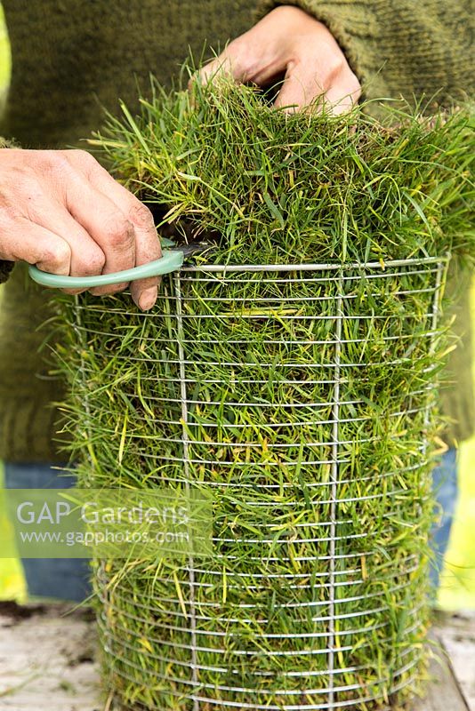 Step by Step -  Creating a turf pot using Carex comans 'Frosted Curls' - trimming turf