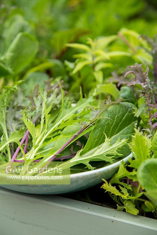 Step by Step -  Freshly harvested Oriental 'All Greens Mix' from large vegetable trug