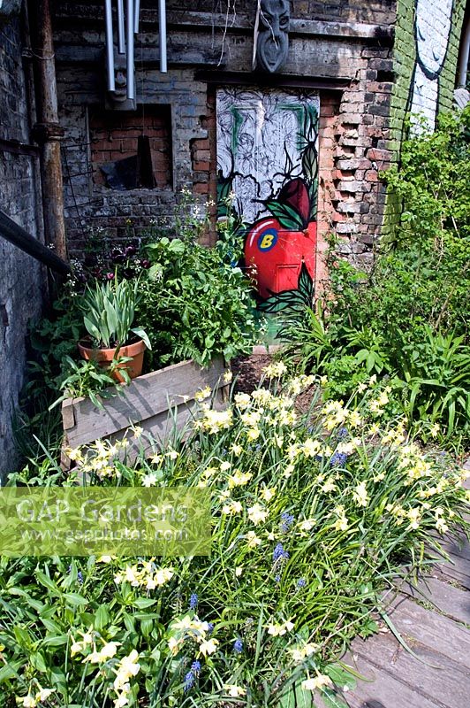 Characterful corner in brick alcove which is part of an old building with daffodils in front, Dalston Eastern Curve Garden, London Borough of Hackney, UK