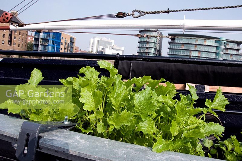 Lettice growing next to boat at the Hermitage Community Moorings on the River Thames at Wapping, London Borough of Tower Hamlets