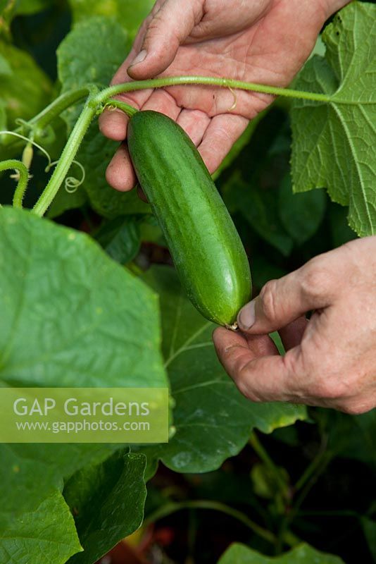 Cucumber growing in the polytunnel