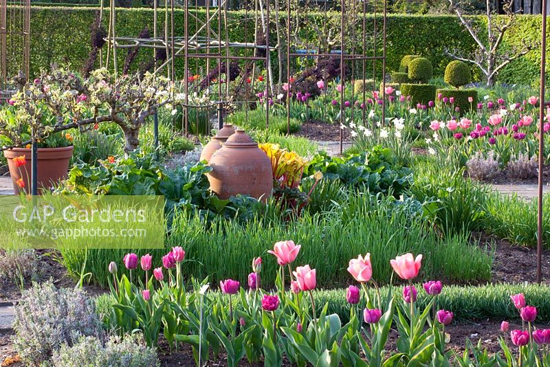 Spring garden with Allium senescens, Pyrus communis 'Louise d'Avranche' and Rheum rhabarbarum