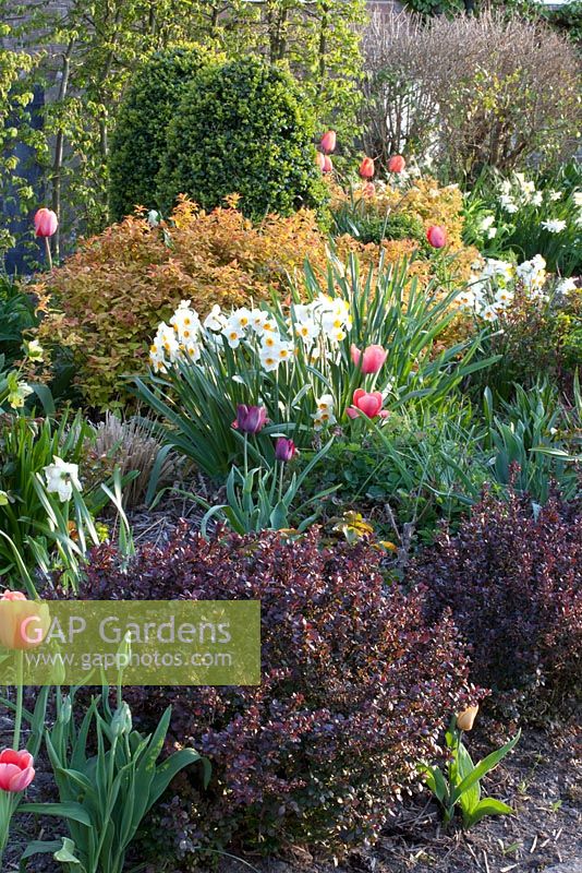 Front garden planted with Buxus, Spiraea 'Goldflame', Narcissus 'Geranium', Tulipa and Berberis thunbergii 'Atropurpurea Nana'