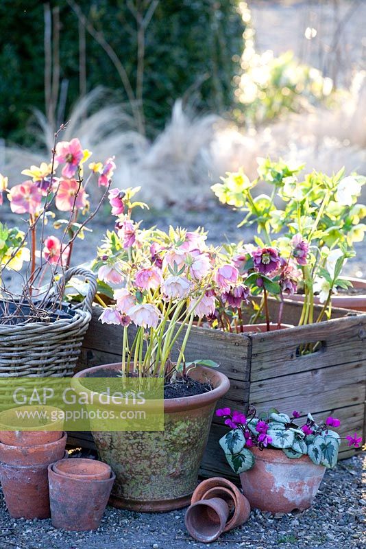 Container planting with Helleborus orientalis and Cyclamen coum