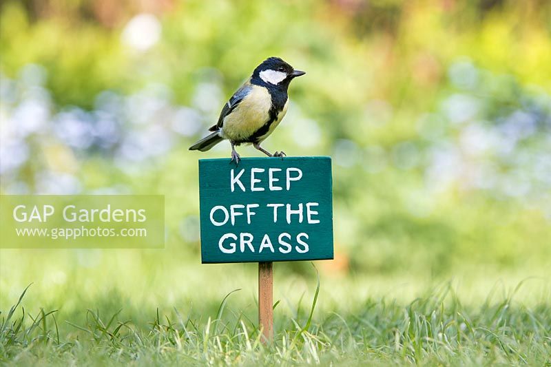 Parus major - Great Tit on a Keep off the Grass sign