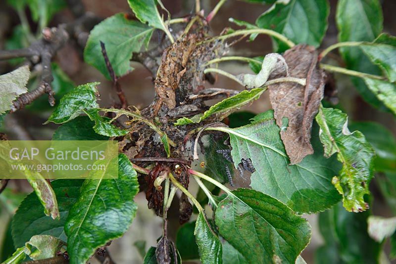 Yponomeuta malinellus - Apple ermine moth caterpillars feeding on apple leaves