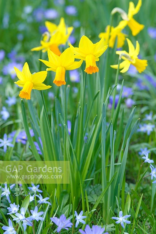 Narcissus 'Jetfire' and 'February Gold' with Chionodoxa.