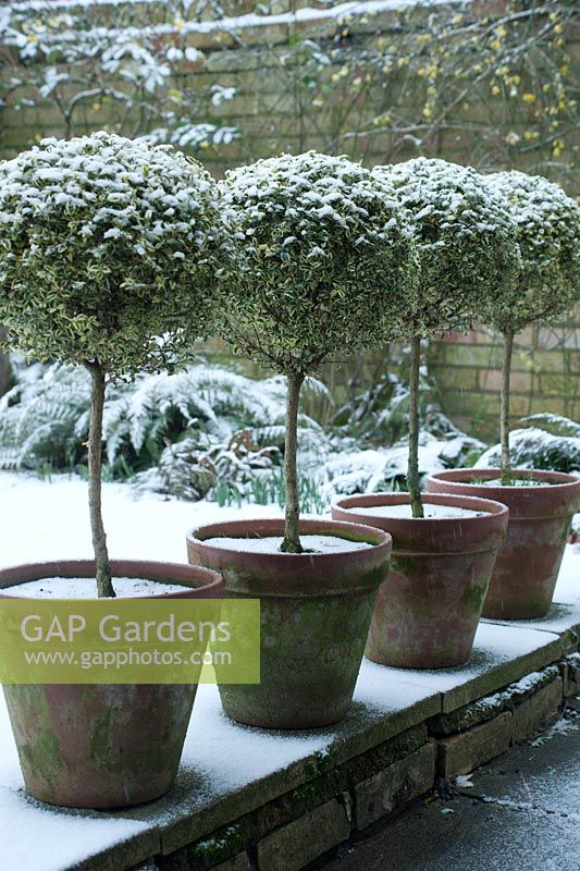 Variegated standard clipped Box trees in terracotta pots with light dusting of snow