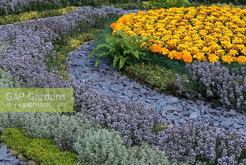 Spiral planting of assorted Thyme around a central bed of Tagetes with pathway of slate chippings - 'Serving Thyme in the Garden of Gallifrey' Show Garden, Silver Award, Malvern Spring Show 2013