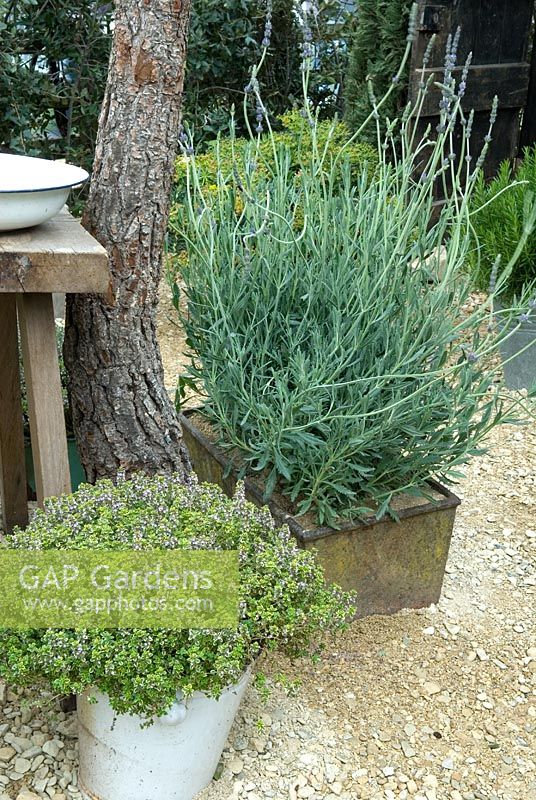 Containers of Thyme and Lavandula in garden of rural French cafe - 'Reposer Vos Roues/Rest Your Wheels' Show Garden, Gold Award, Malvern Spring Show 2013