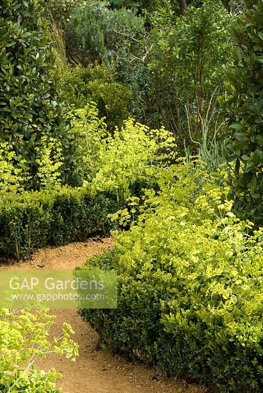Clay path through borders of Euphorbia 'Ascot Rainbow' and Bay bushes, fronted by low Buxus hedging - 'Catching the Moment' Show Garden, Silver Award, Malvern Spring Show 2013