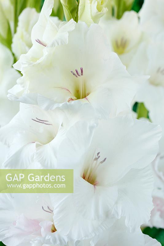 Gladiolus  'White Friendship'  August