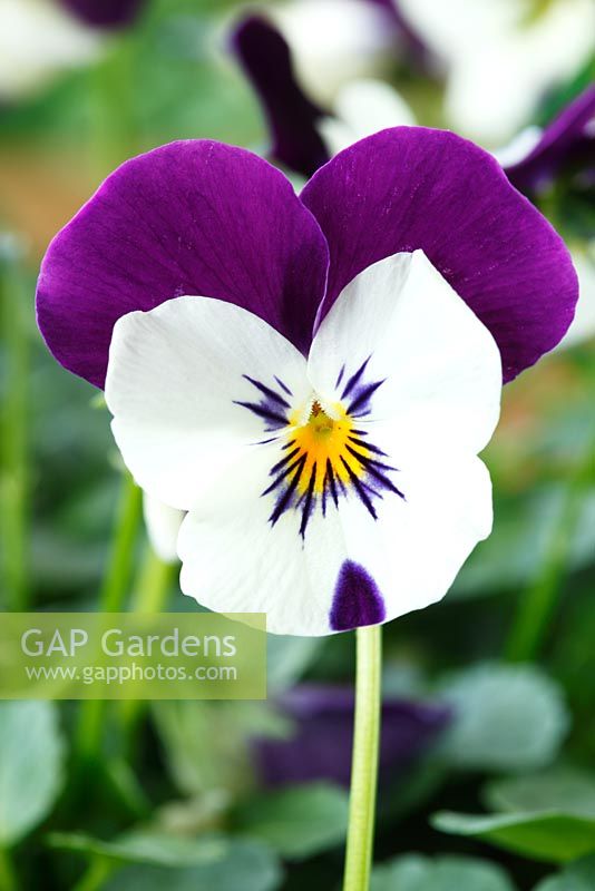 Viola 'Rocky White' with Purple Wings - Rocky series, October