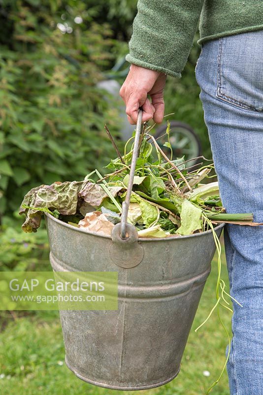 Taking cuttings and food waste to compost heap