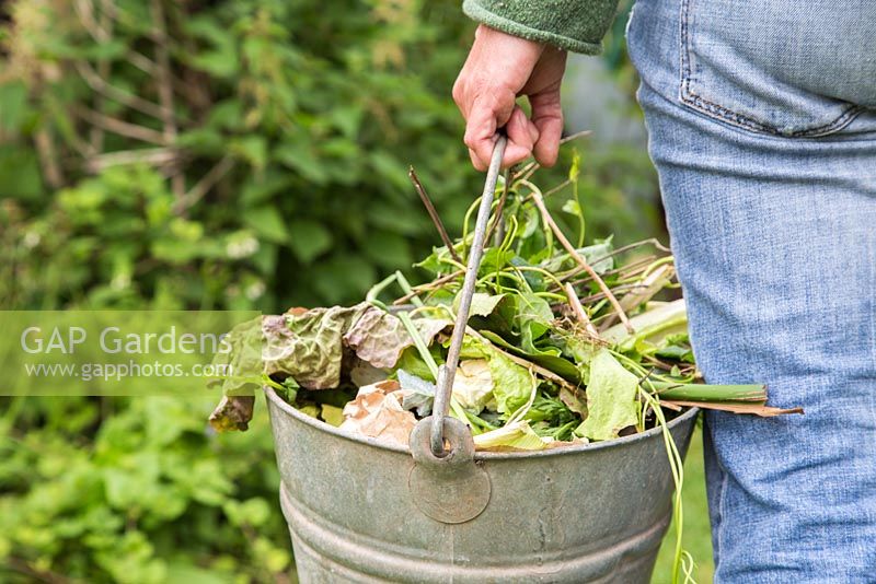 Taking cuttings and food waste to compost heap