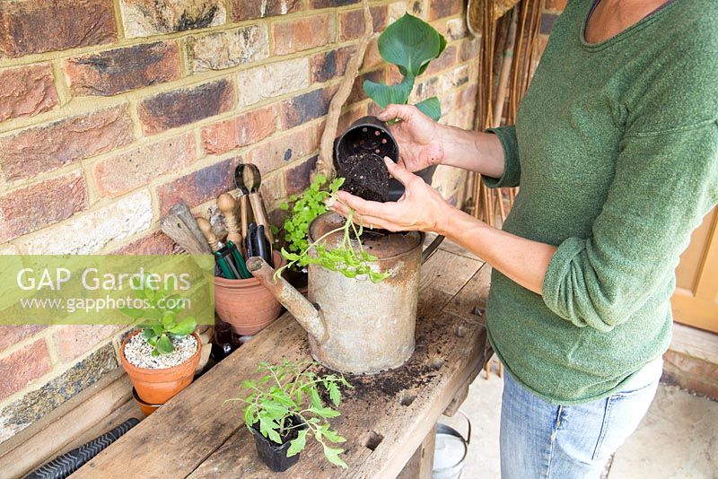 Step by step -  Planting tomato 'Tumbling Tom' in an old metal watering  - adding young plant