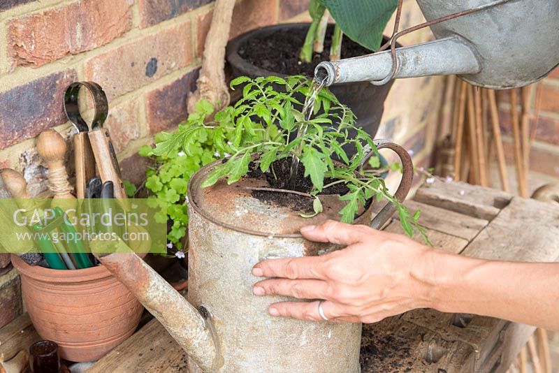 Step by step -  Planting tomato 'Tumbling Tom' in an old metal watering can - watering in