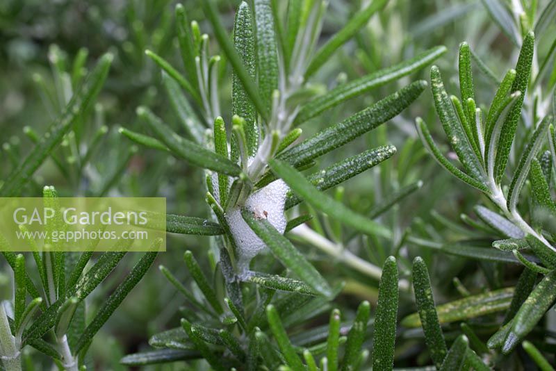 Rosemary with cuckoo spit