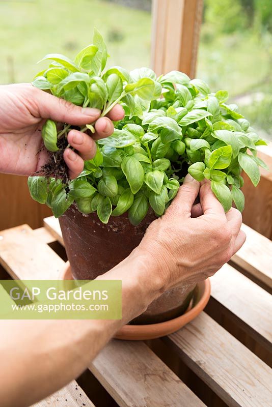 Step by step - Container grown basil - taking cuttings - pinching out