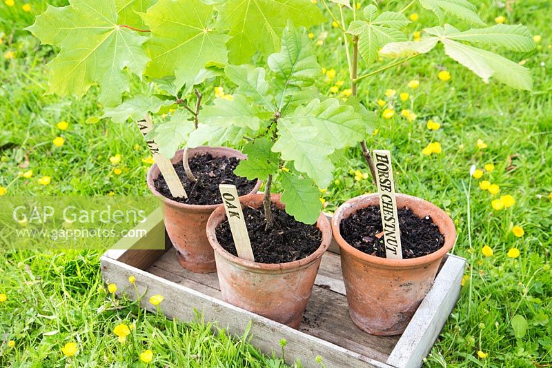 Step by step for making homemade labels - labeled saplings in containers 