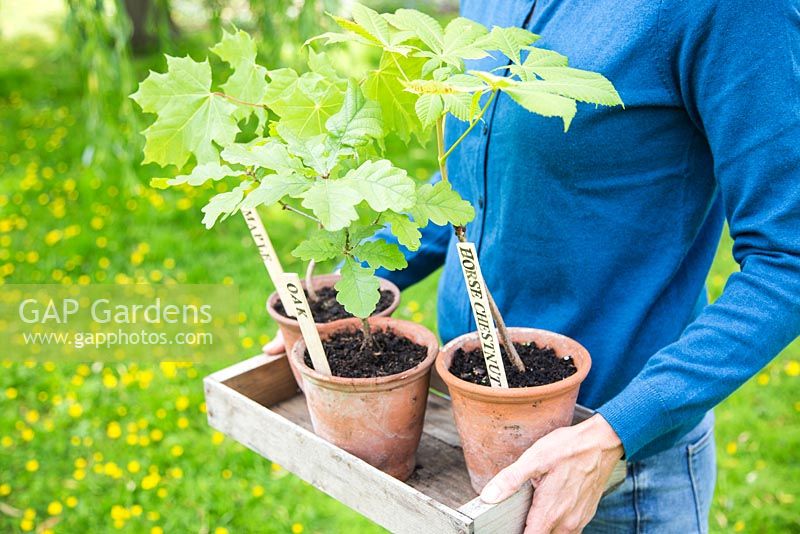 Step by step for making homemade labels - labeled tree saplings in containers 