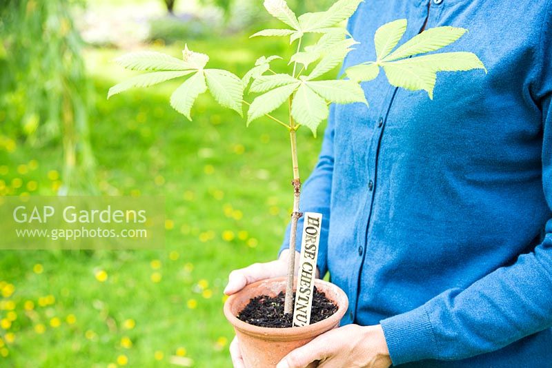 Step by step for making homemade labels - Labeled horse chestnut tree sapling in pot 