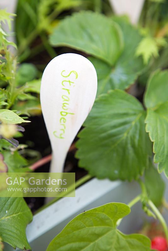 Label made out of wooden spoon in raised bed of strawberries 