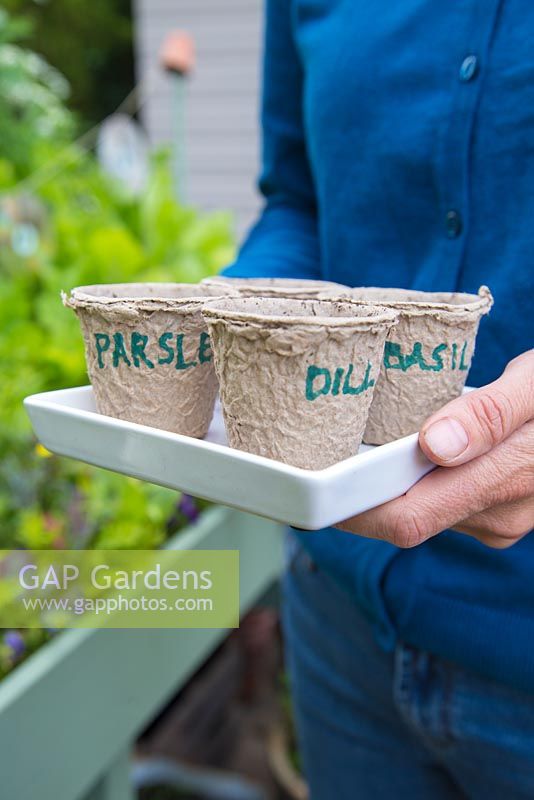 Using paper pots to plant herbs