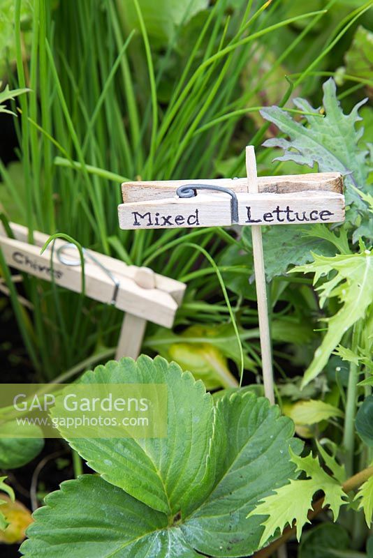 Using wooden clothes pegs as plant labels in raised bed of vegetables and fruit - mixed lettuce