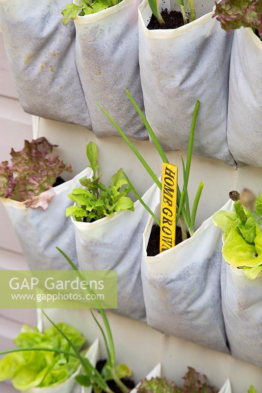 Step by step for planting vertical shoe holder with fruit and vegetables - colourful labeling