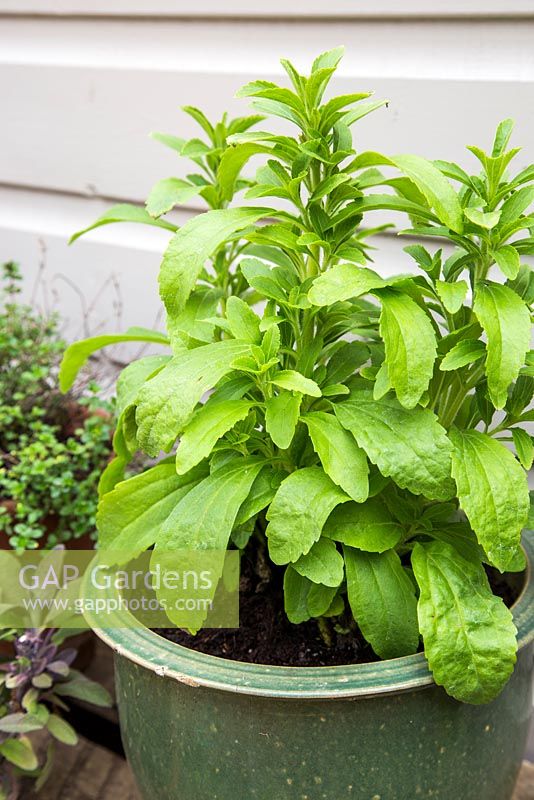 Container grown Stevia