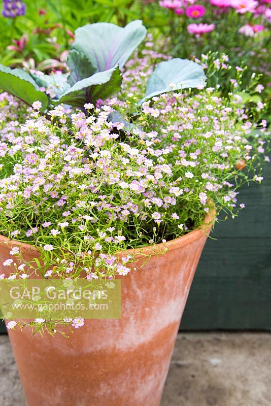 Step by Step - Container of Red Cabbage Gypsophila 'Gypsy Rose'