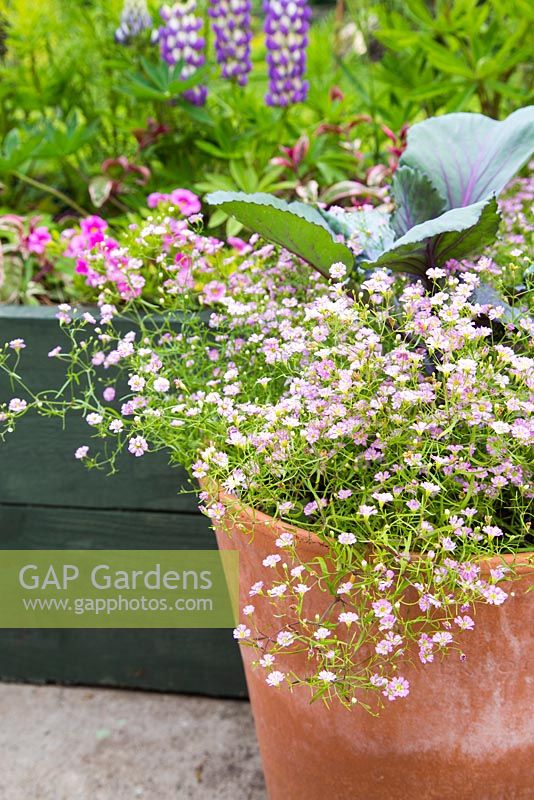 Step by step Container of Red Cabbage Gypsophila 'Gypsy Rose'