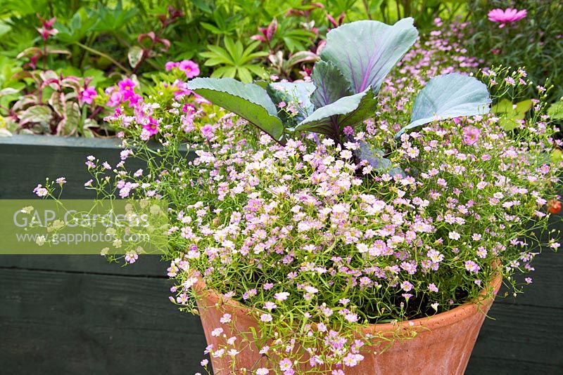 Step by Step - Container of Red Cabbage Gypsophila 'Gypsy Rose'