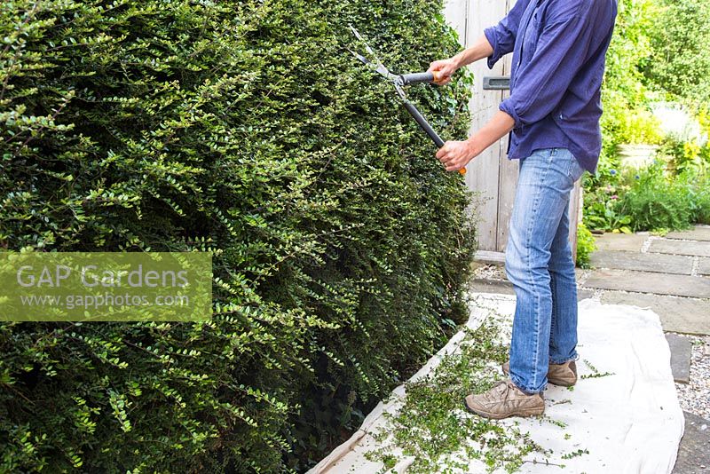 Step by step for hedge trimming