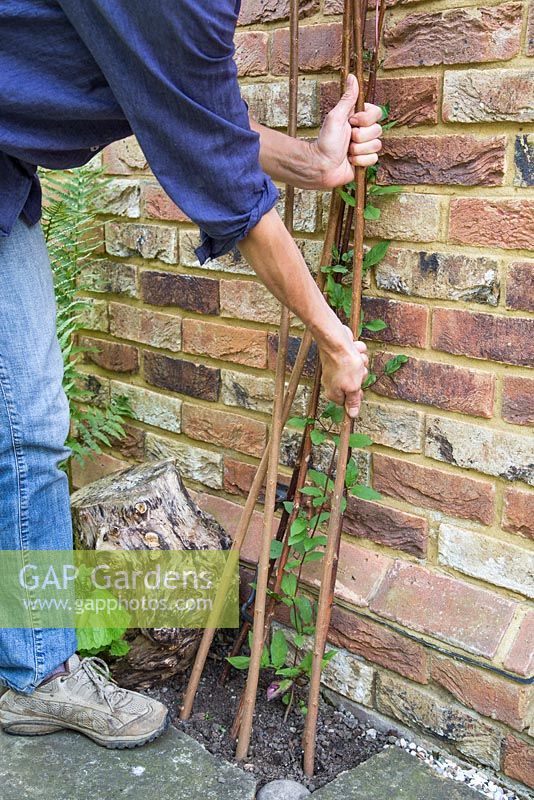 step by step planting Cobaea scandens outside patio doors - adding plant supports