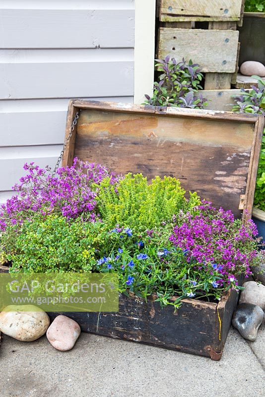 Step by step - Planted old wooden box with Thymus green/yellow and Thymus serpyllum coccineus