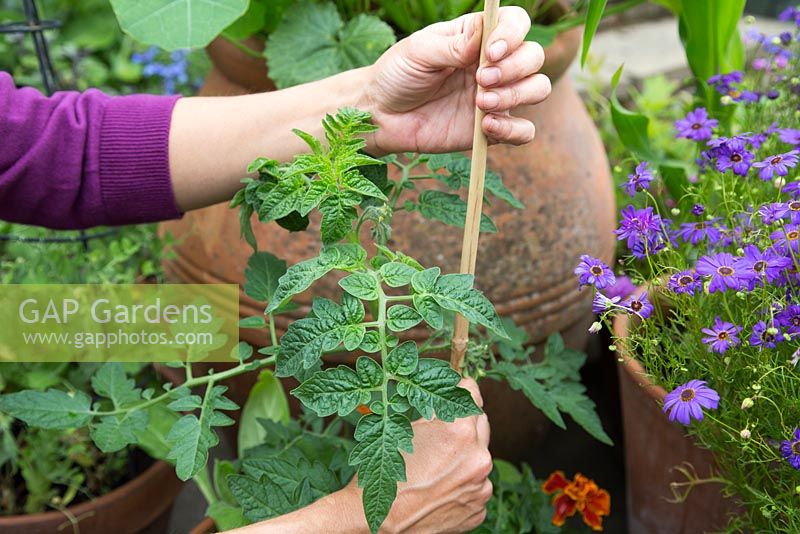 Adding plant support to tomato and tagetes container