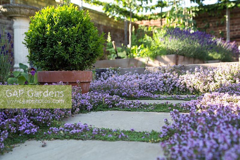Step by step -  Thyme pathway