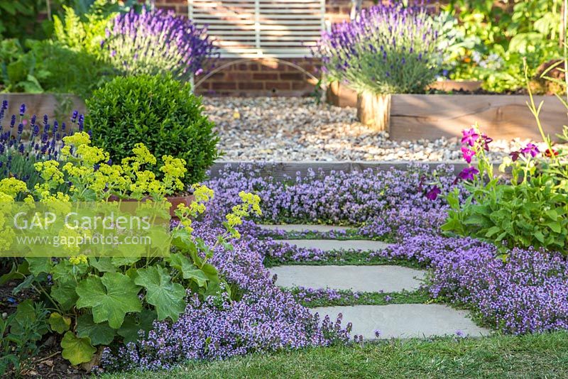 Step by step -  Thyme pathway