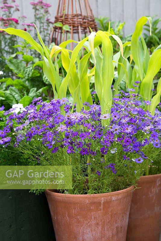 Step by step - Containers with sweetcorn 'Earlibird' and Brachyscome 'blue star'