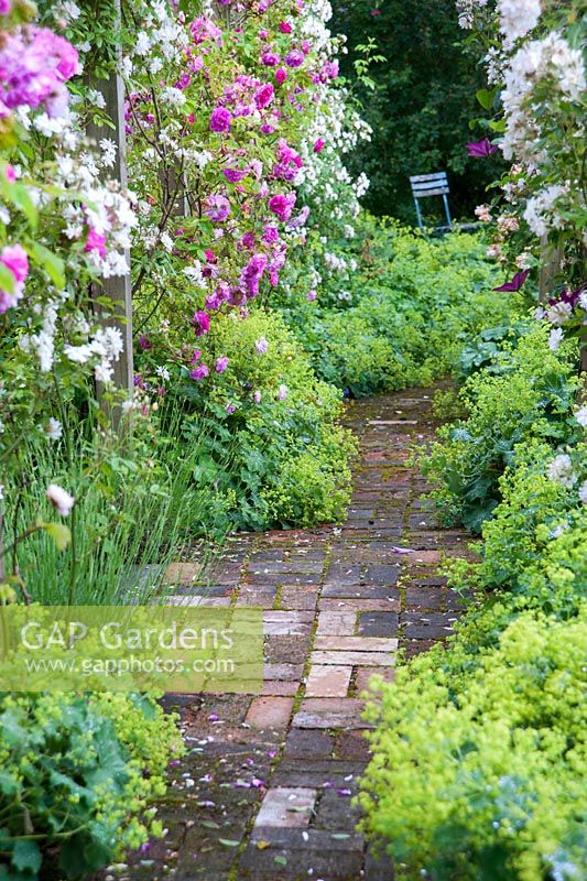 The Rose Walk leads from the house to the kitchen garden, with roses including 'Rambling Rector' and 'Seven Sisters', and clematis including 'Belle of Woking' and 'Madame Edouard Andre' with frothy Alchemilla mollis below. Ashley Farm, Stansbatch, Herefordshire, UK