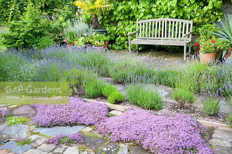 Il Vivaio, a small enclosed garden with mediterranean plants including lavenders, thymes and phormiums. Ashley Farm, Stansbatch, Herefordshire, UK