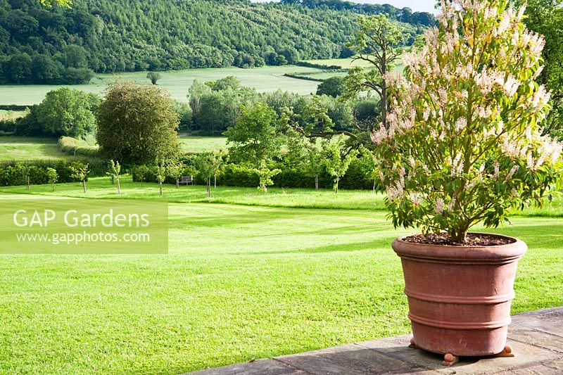 Terrace with Prunus lusitanica 'Myrtifolia' in terracotta pots with views of the Herefordshire countryside beyond. Ashley Farm, Stansbatch, Herefordshire, UK