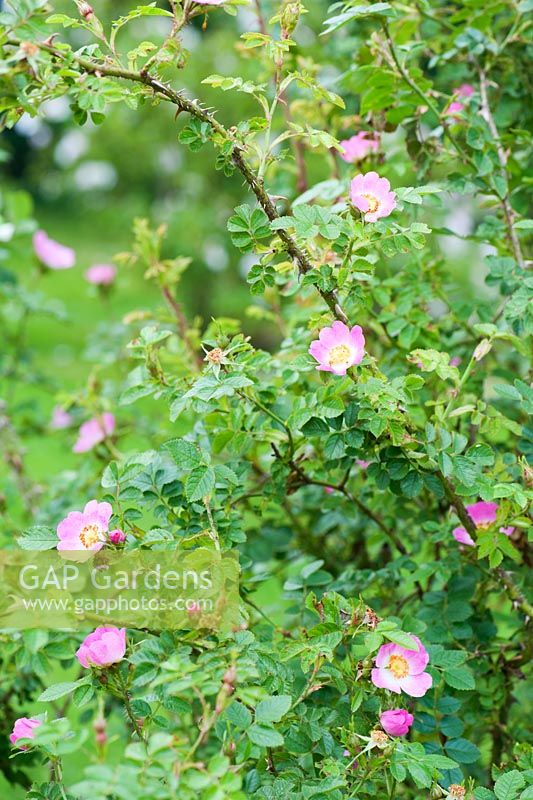 Rosa rubiginosa. Ashley Farm, Stansbatch, Herefordshire, UK