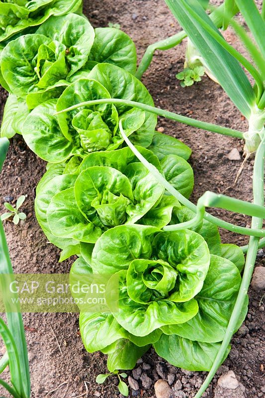 Row of lettuces in the vegetable plot. Fowberry Mains Farmhouse, Wooler, Northumberland, UK