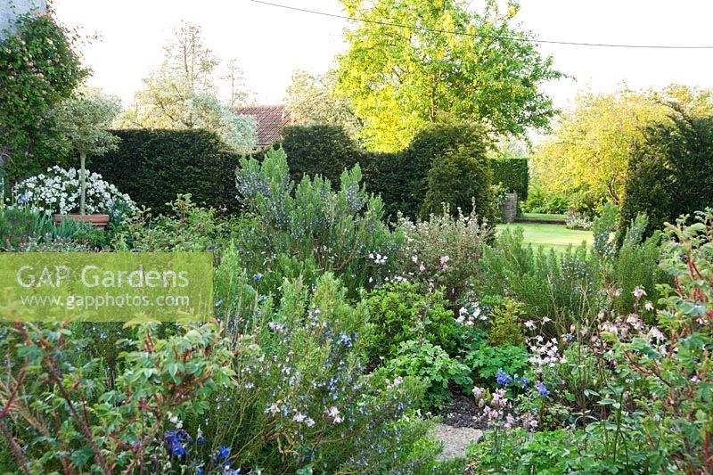 Circular bed in front of the house is planted with herbs including sage and rosemary, plus silvery Stachys byzantina 'Silver Carpet', self seeded aquilegias and Rosa 'Stanwell Perpetual'. 