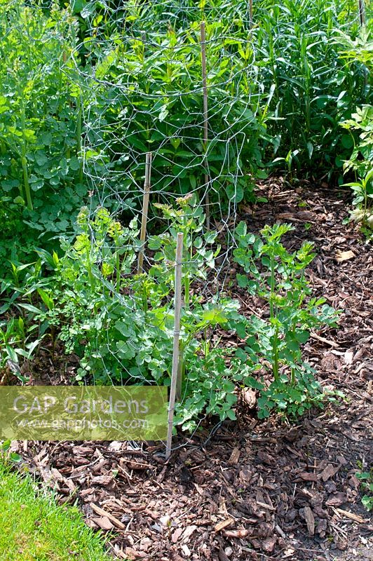 Wire netting and canes used to support herbaceous plants including Thalictrum