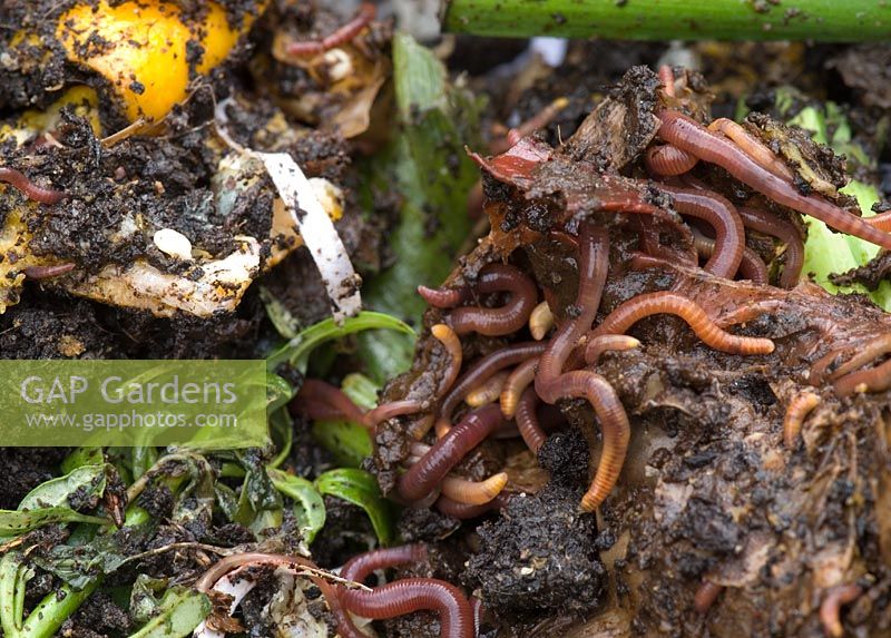 Compost worms