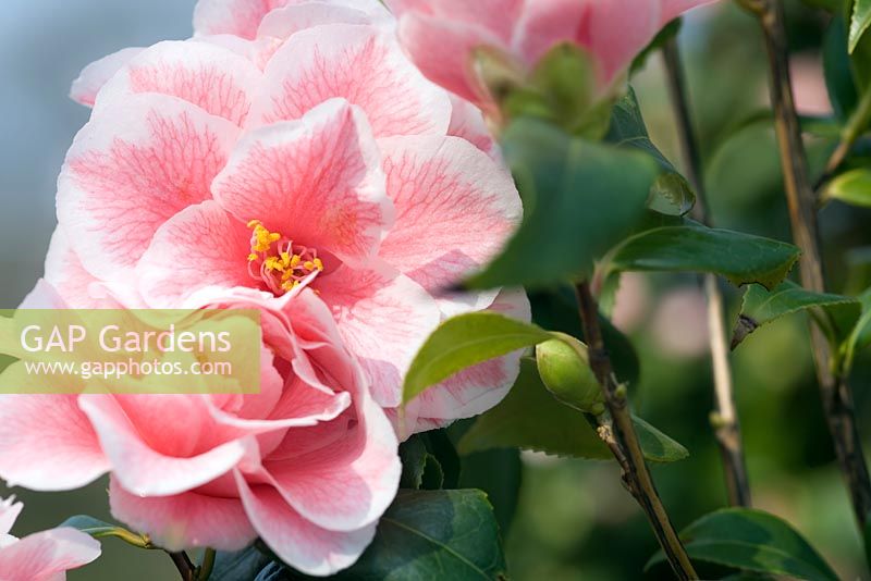 Camellia japonica 'Yours Truly'
